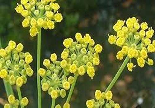 تصویر 5 از خرید و قیمت گیاه آنغوزه شیرین + فروش عمده